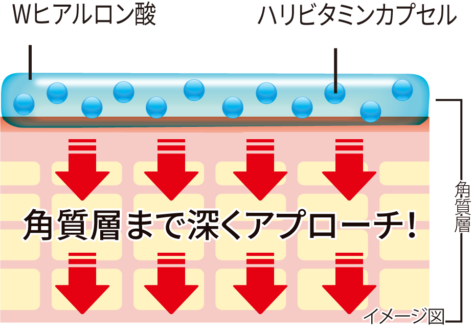 イメージ図:Wヒアルロン酸、ハリビタミンカプセル→角質層まで深くアプローチ!